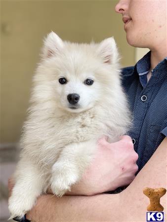 Puppy Pomsky Picture 3